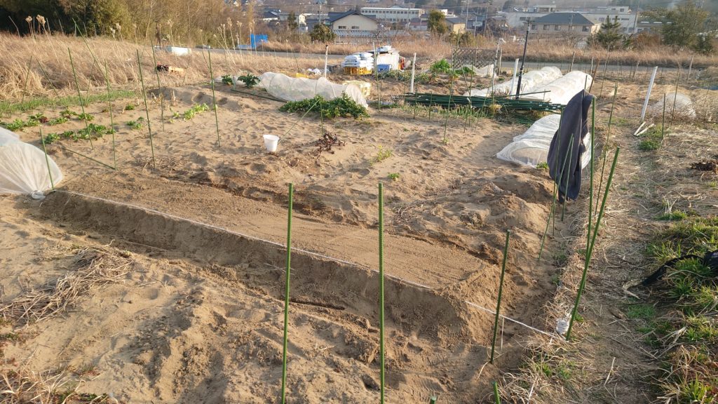 2022.03.12 畑の様子